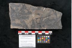Foto (Objekt + Etikett) von Sphenopteris haidingeri Ettingshausen (NHMW-GEO-2024-0188-10808)